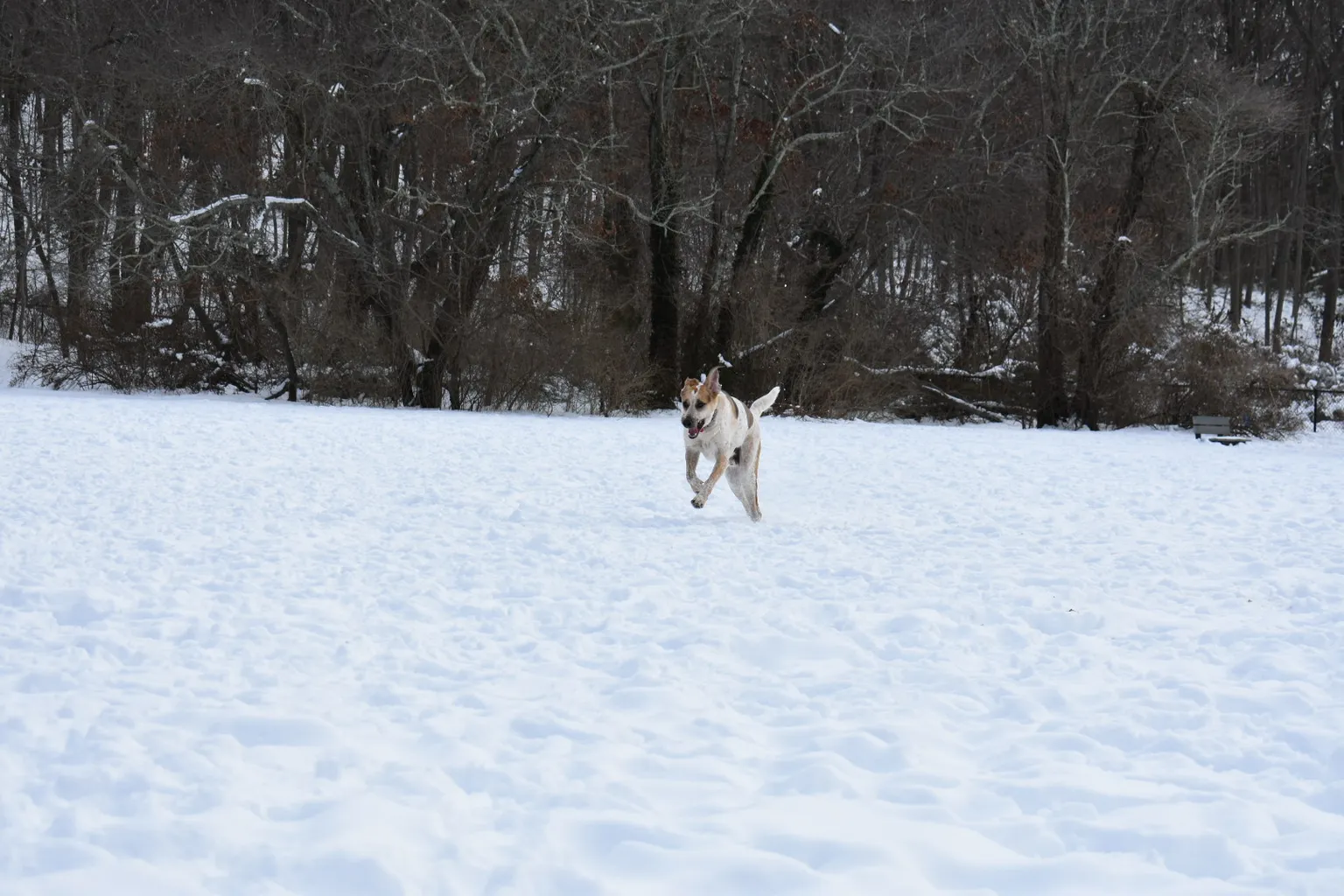 West Hills County Park Dog Run in Huntington, New York