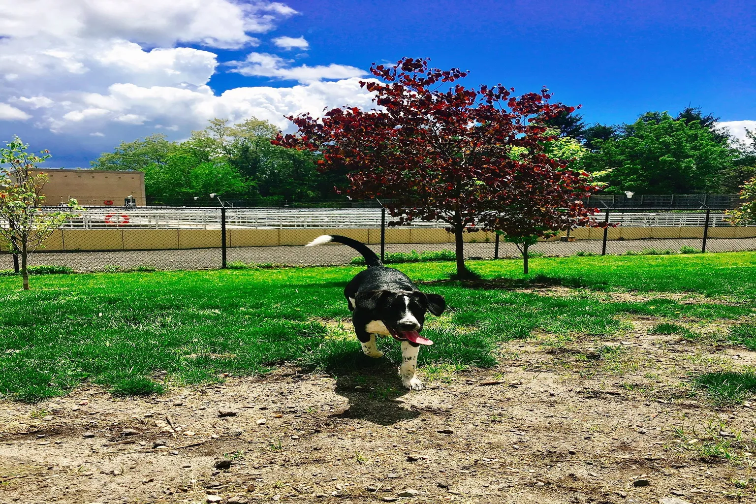 Grass Island Dog Park in Greenwich, Connecticut