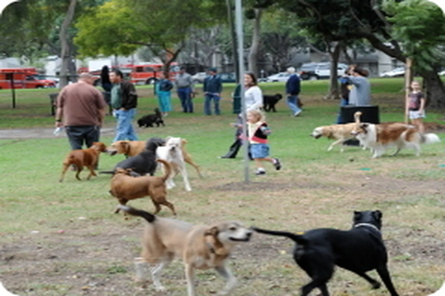 Uptown Dog Park (Near Scherer Park) in Long Beach, California - Main Image