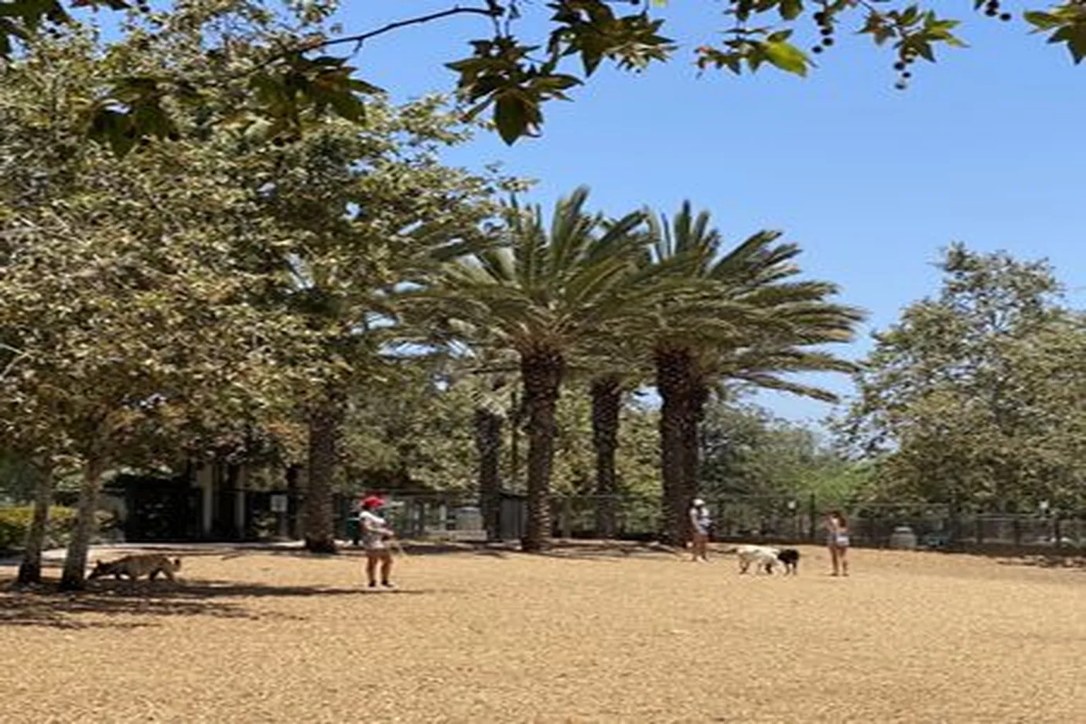 Oberrieder Dog Park in Playa Vista, California