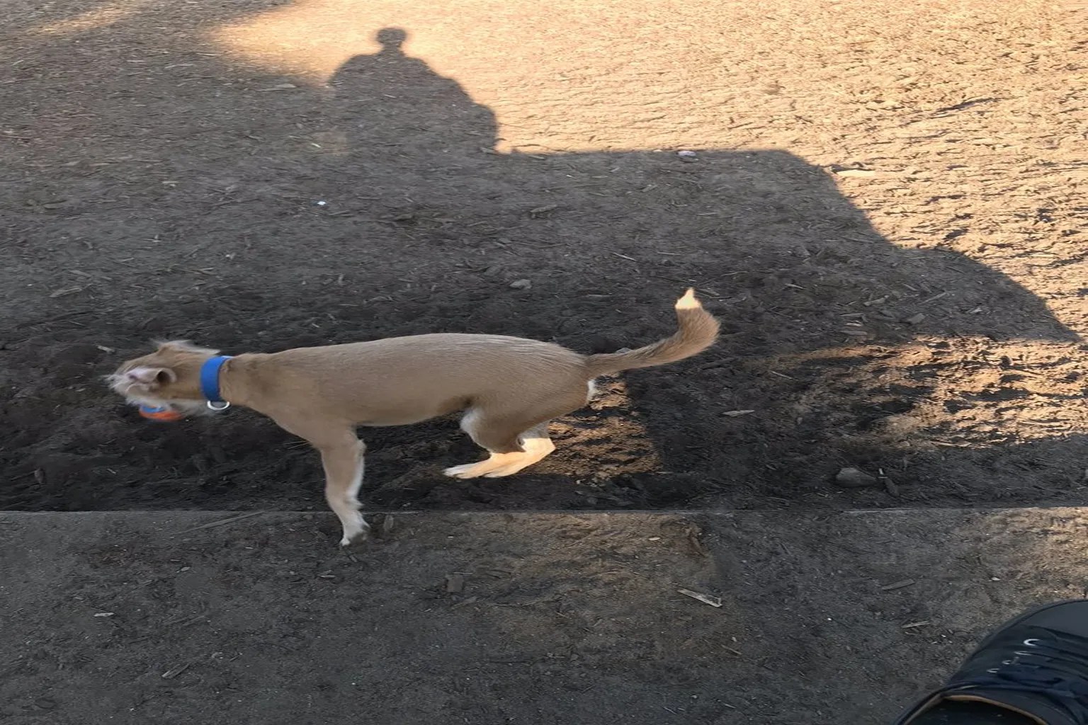 Westminster Dog Park in Venice, California