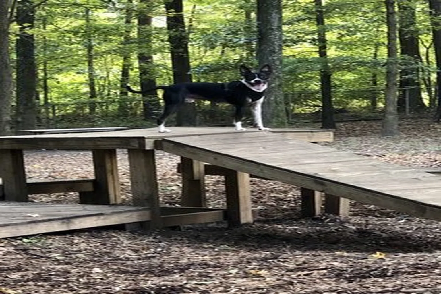 Carolina Pines Community Dog Park in Raleigh, North Carolina