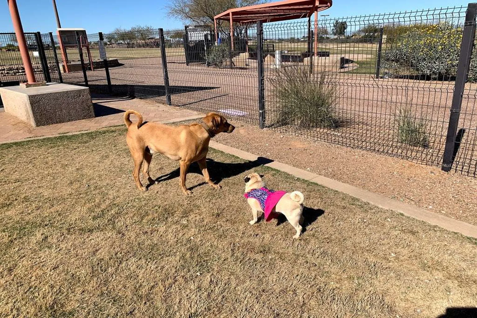 West Chandler Bark Park in Chandler, Arizona - Main Image