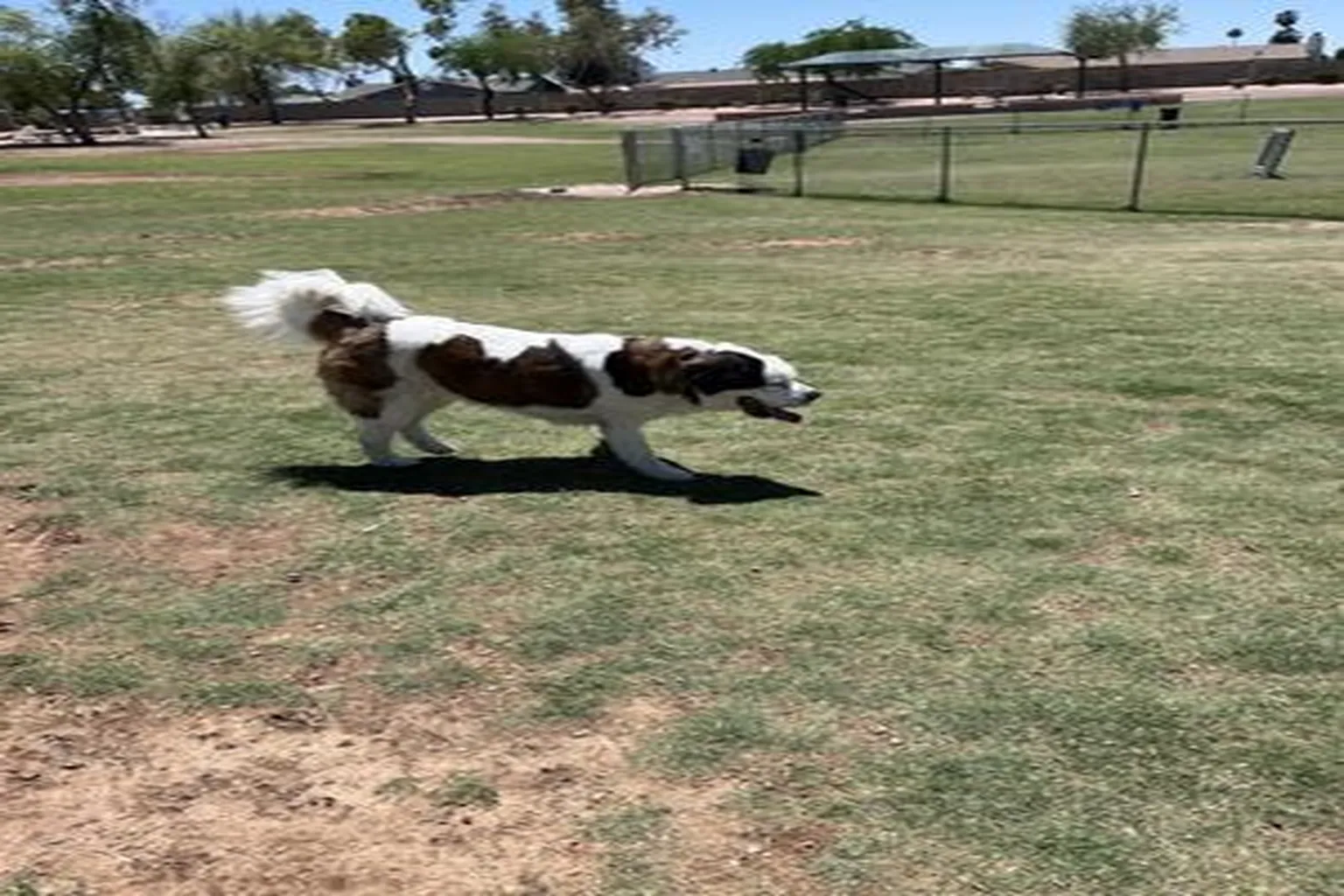 Shawnee Bark Park in N. Chandler, Arizona - Main Image