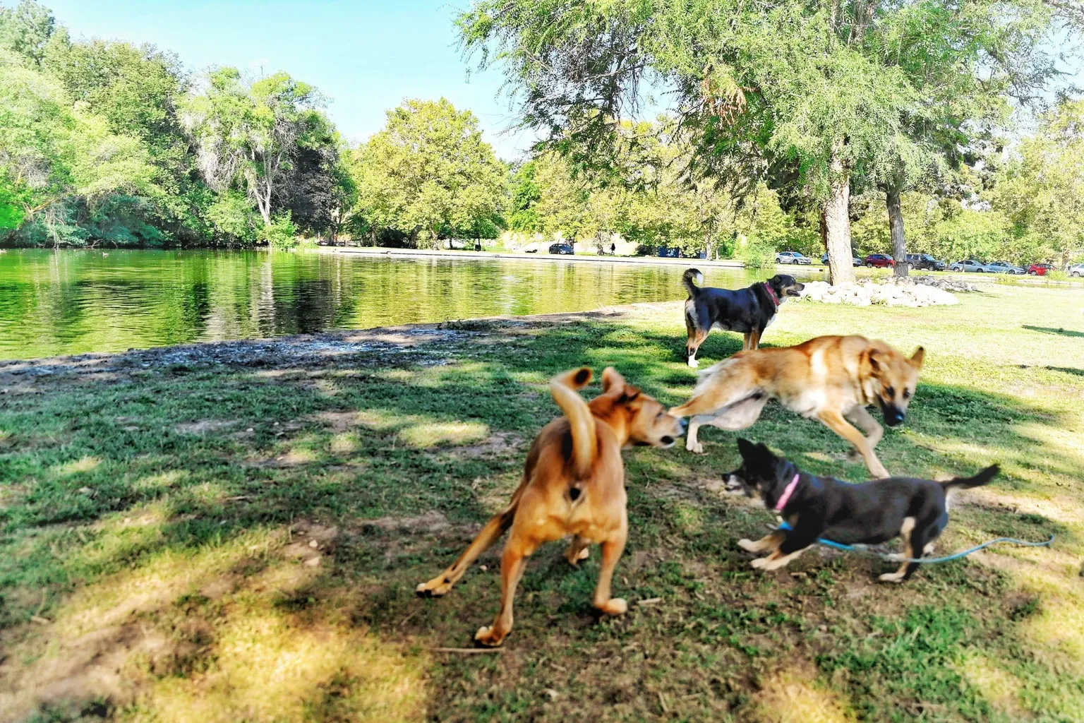 Pine Grove Dog Park in Boise, Idaho - Main Image