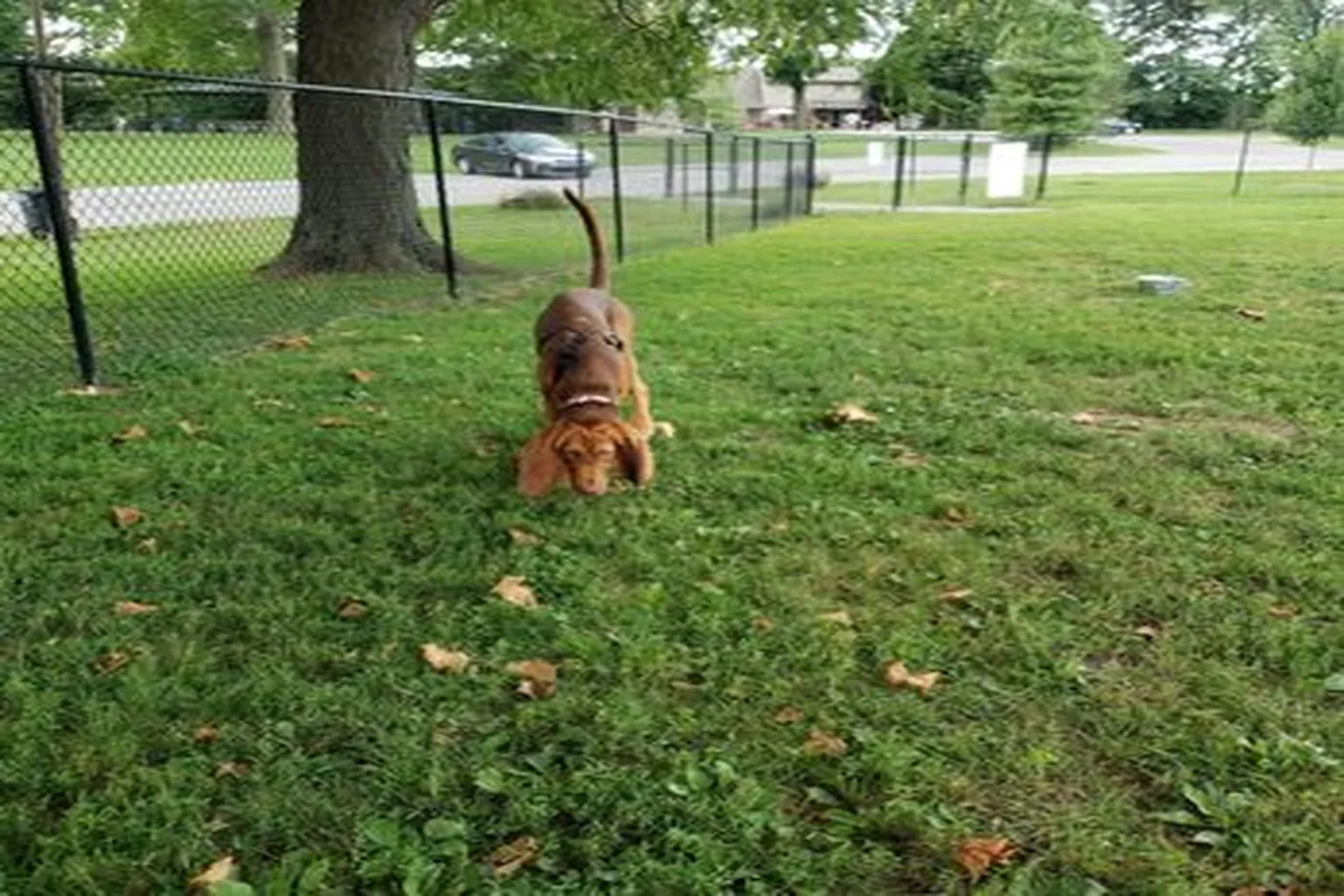 Paw Patch Dog Park (At Sarah T. Bolton Park in Beach Grove, Indiana - Main Image