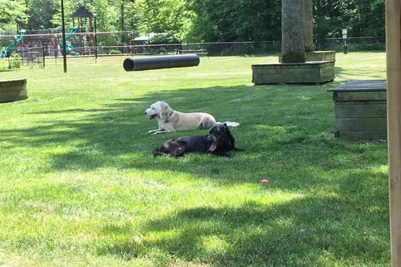 Four Paws Dog Park (At University Park) in Greenwood, Indiana - Main Image