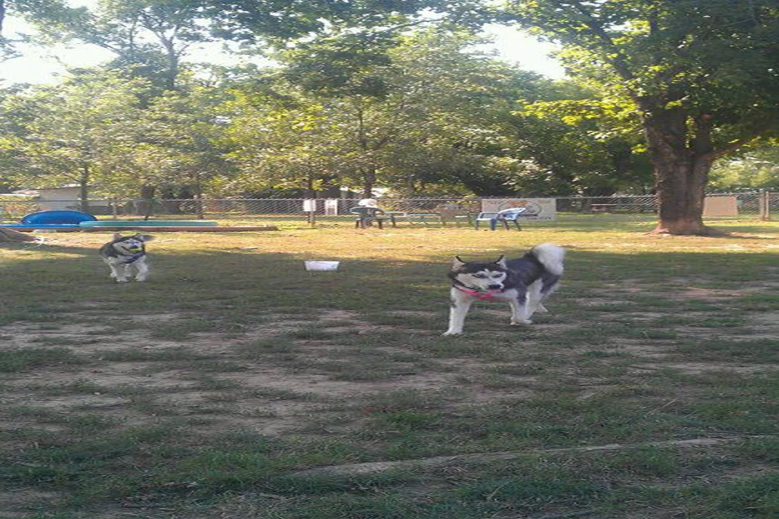 Murphy Dog Park in Rogers, Arkansas