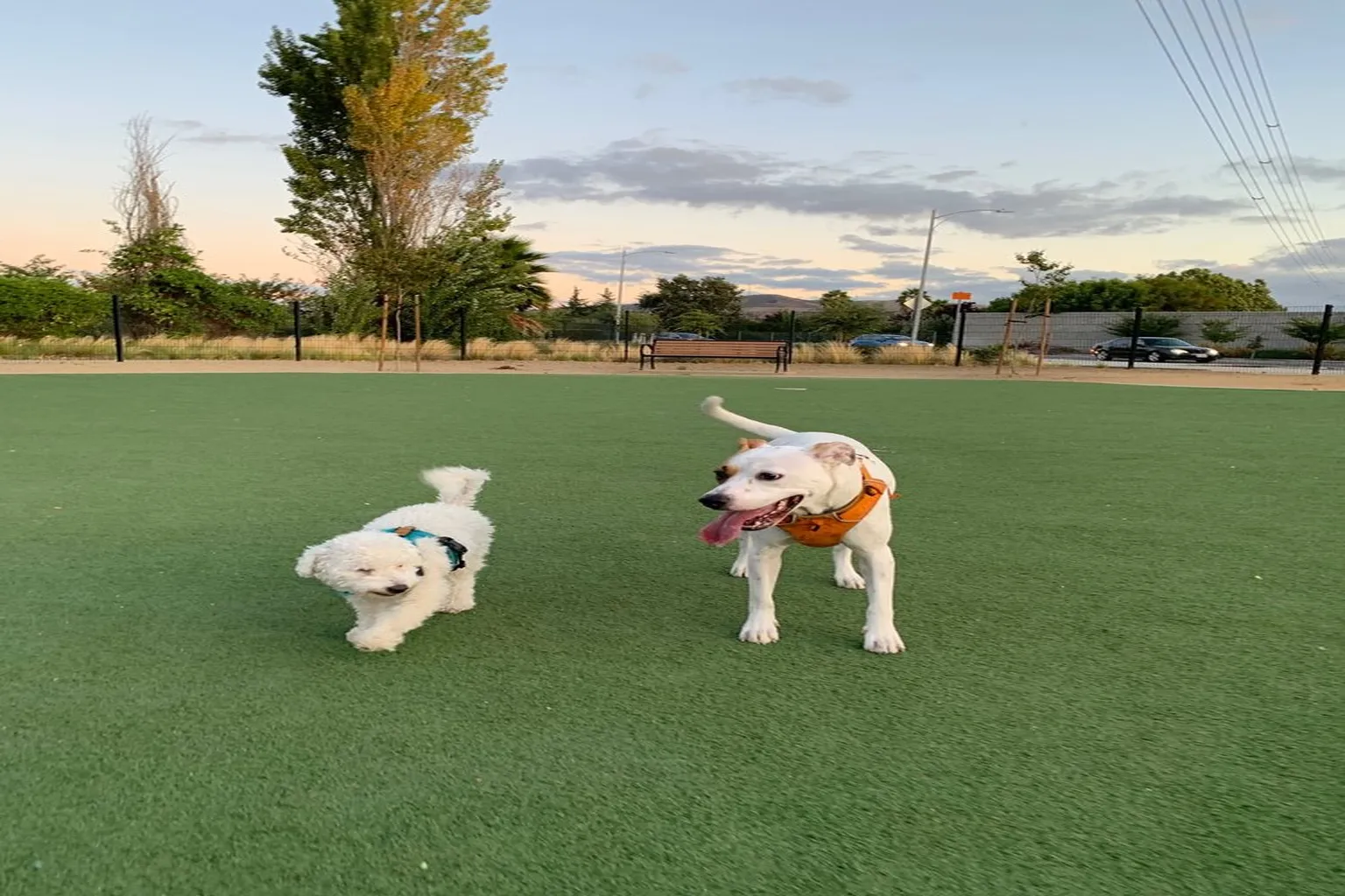 Raleigh Linear Dog Park in San Jose, California