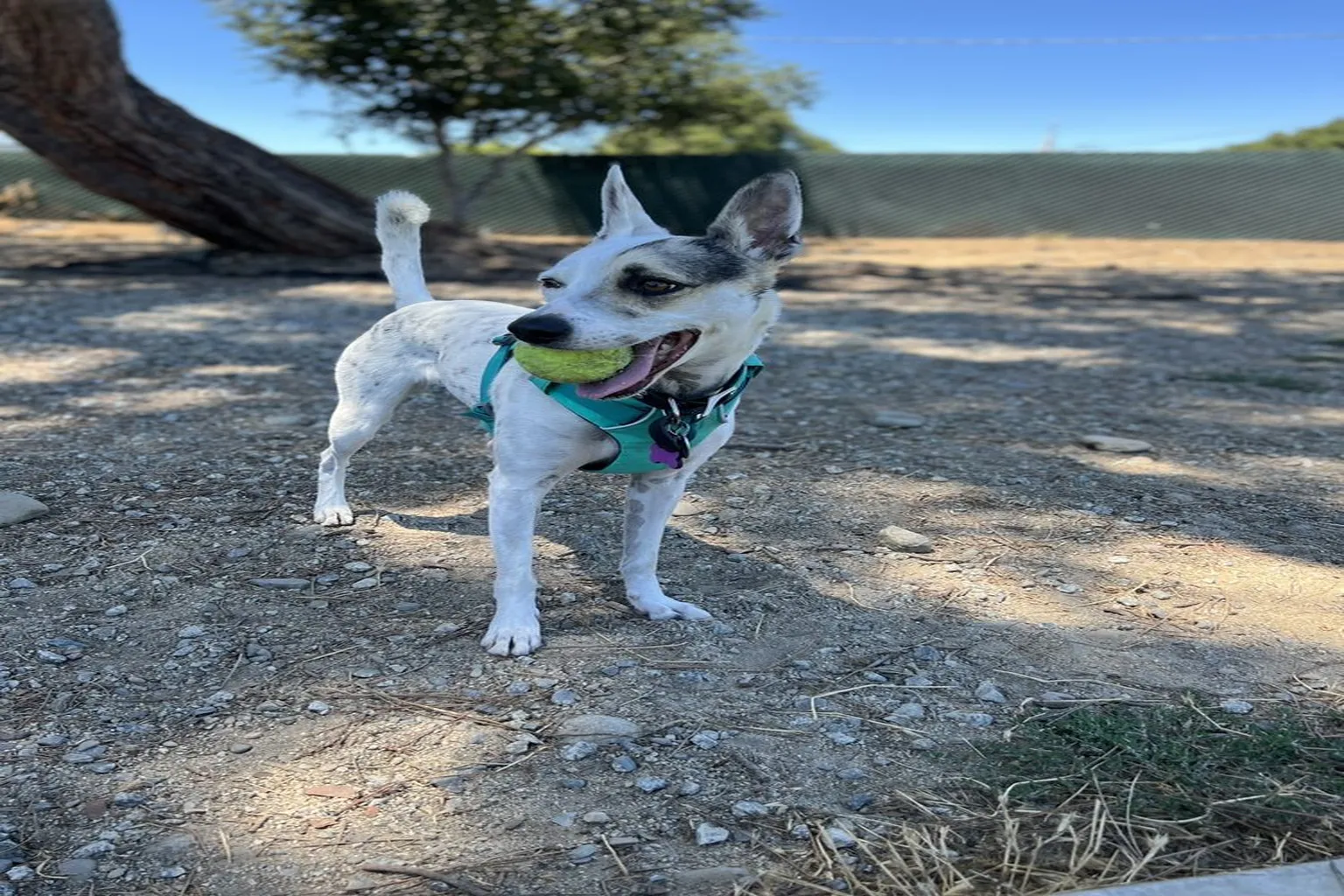 Los Gatos Creek County Dog Park in Campbell, California - Main Image