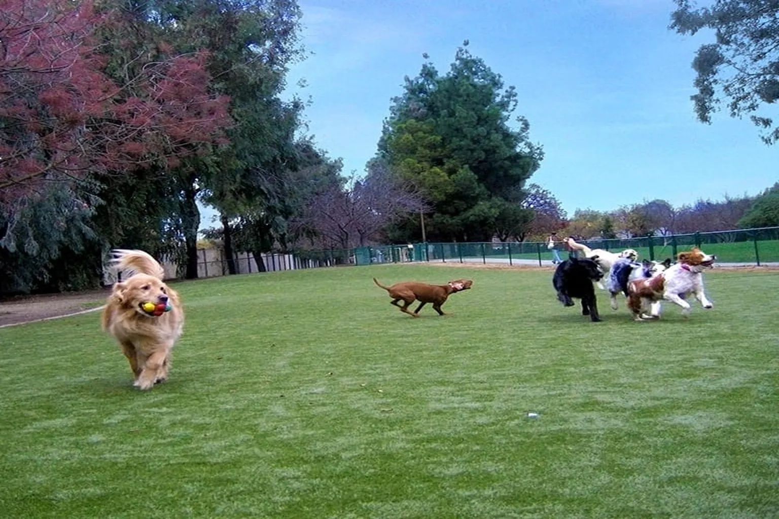 Saratoga Creek Dog Park in San Jose, California