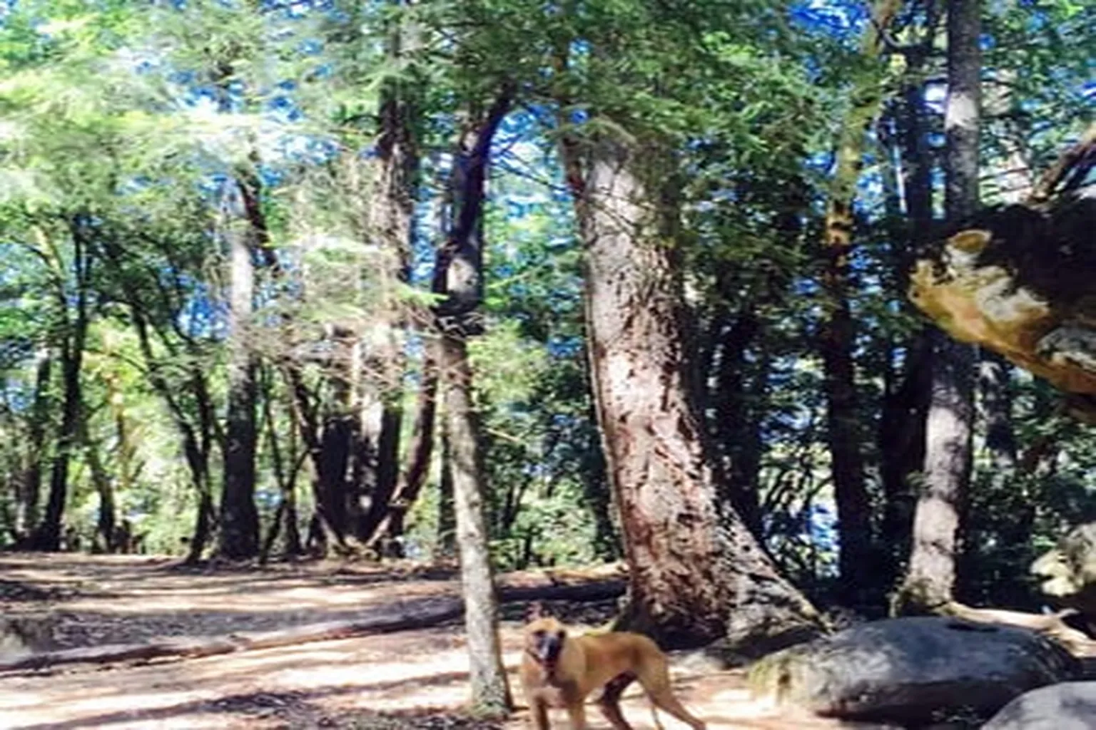 Sanborn County Park in Saratoga, California - Main Image