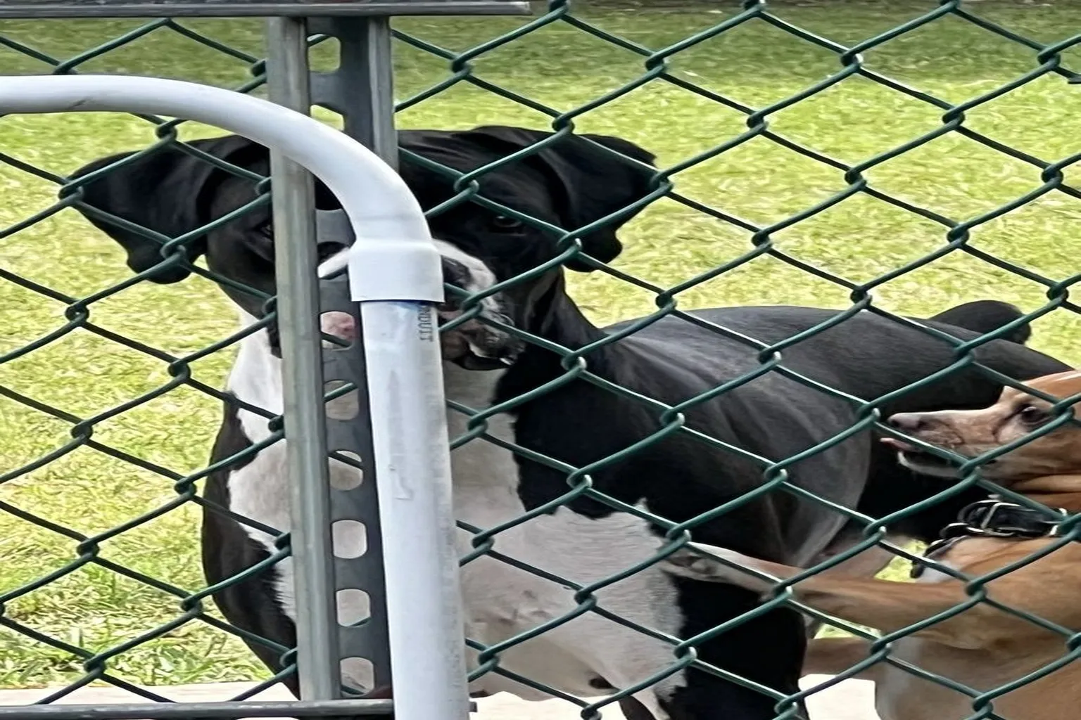 Woodville Dog Park in North Lauderdale, Florida