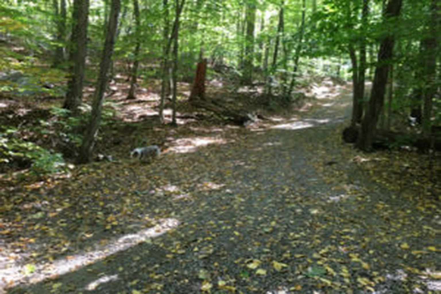 Mianus River State Park in Greenwich, Connecticut