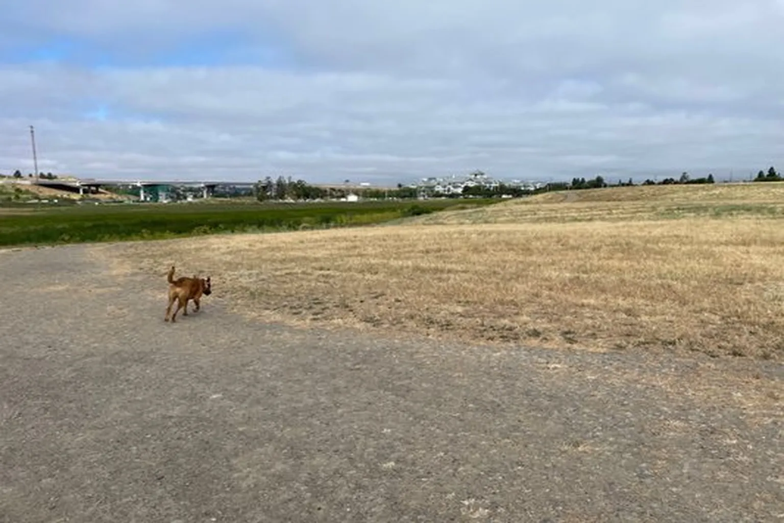 Rocky Memorial Dog Park in Petaluma, California - Main Image