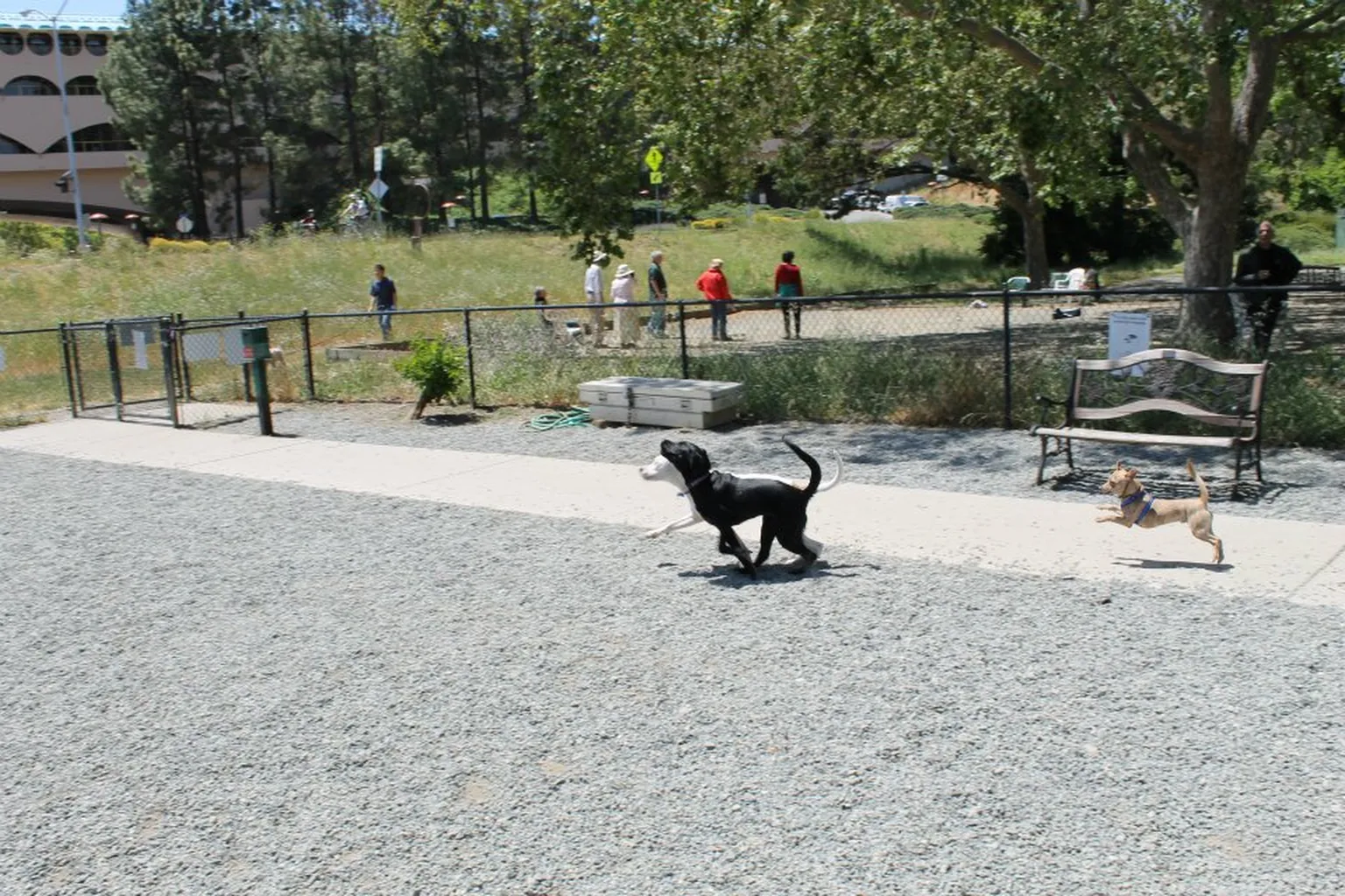 Field Of Dogs in San Rafael, California