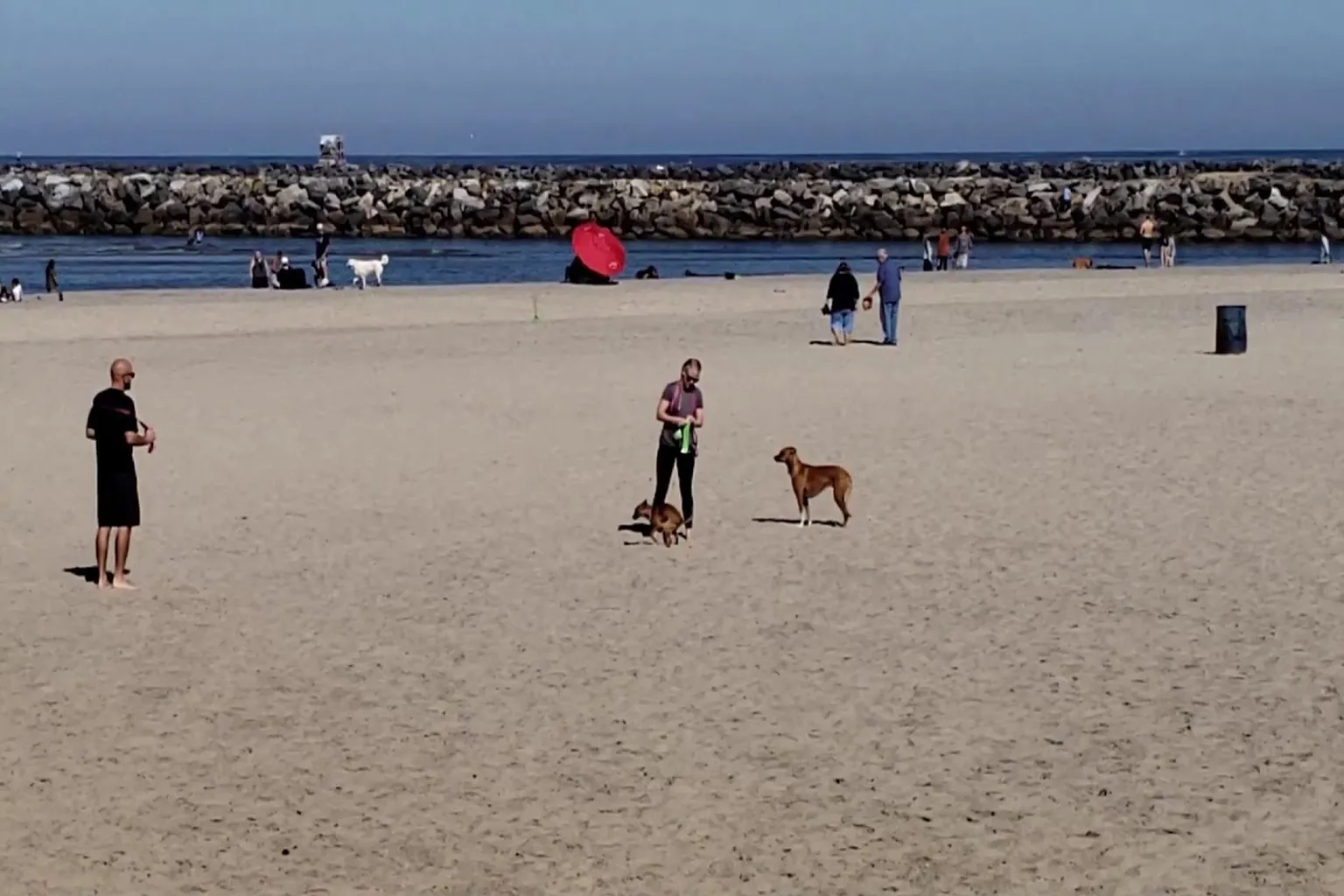 Ocean Beach Off Leash Dog Area in San Francisco, California