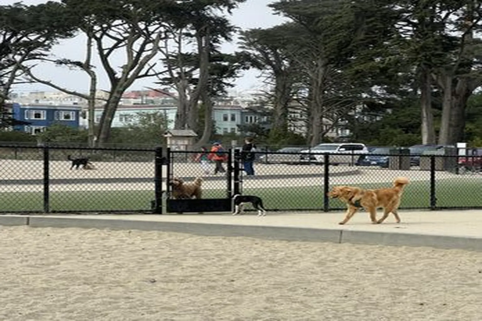 Golden Gate Dog Park in San Francisco, California