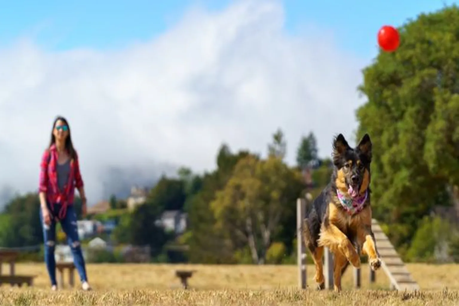 Mill Valley Dog Run in Mill Valley, California