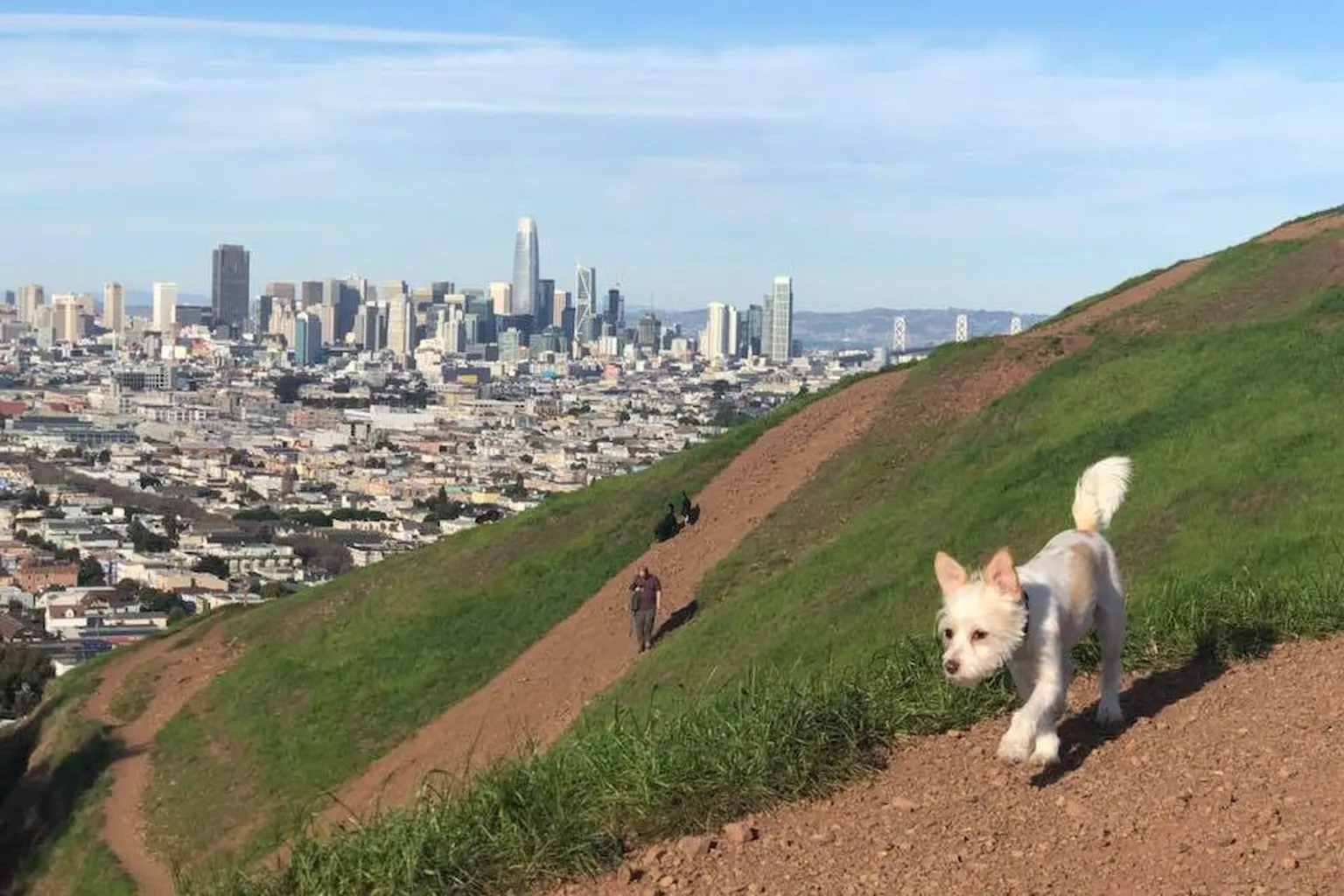 Mckinley Square Park Off Leash Dog Area in San Francisco, California