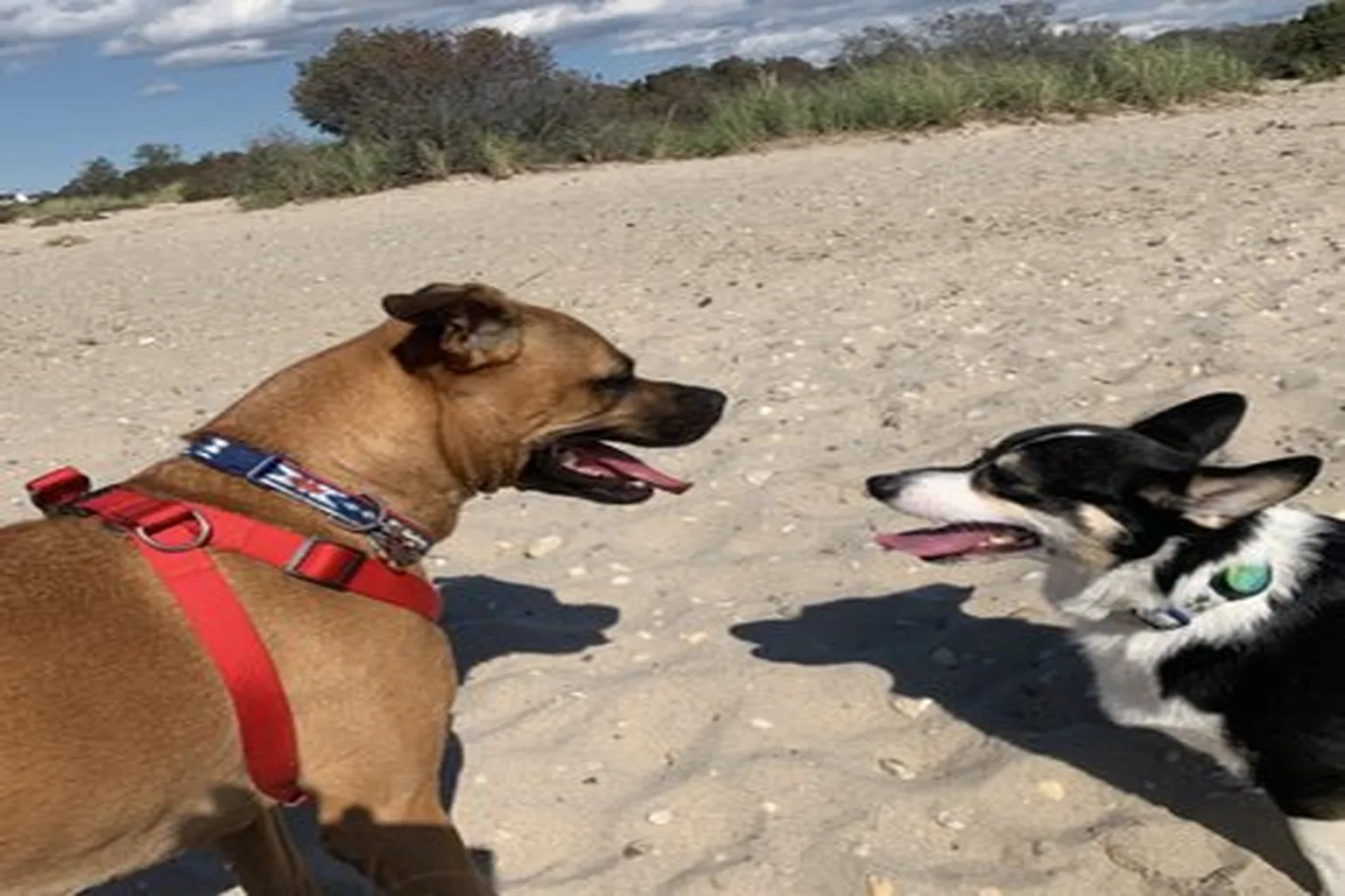 Mud Creek Dog Park in East Patchogue, New York - Main Image
