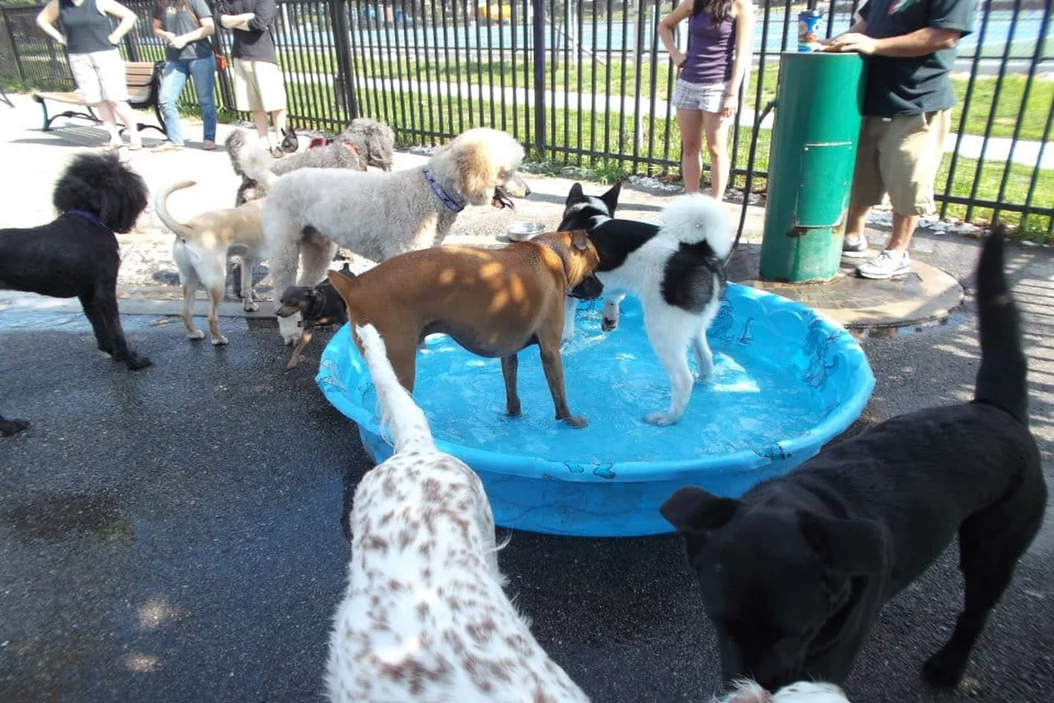 Locust Point Dog Park (At Latrobe Park) in Baltimore, Maryland