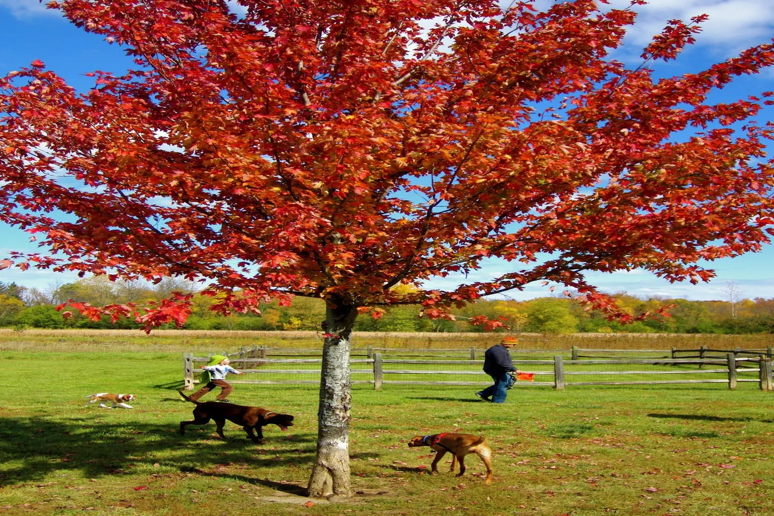 Prairie Wolf Slough Dog Park in Deerfield, Illinois