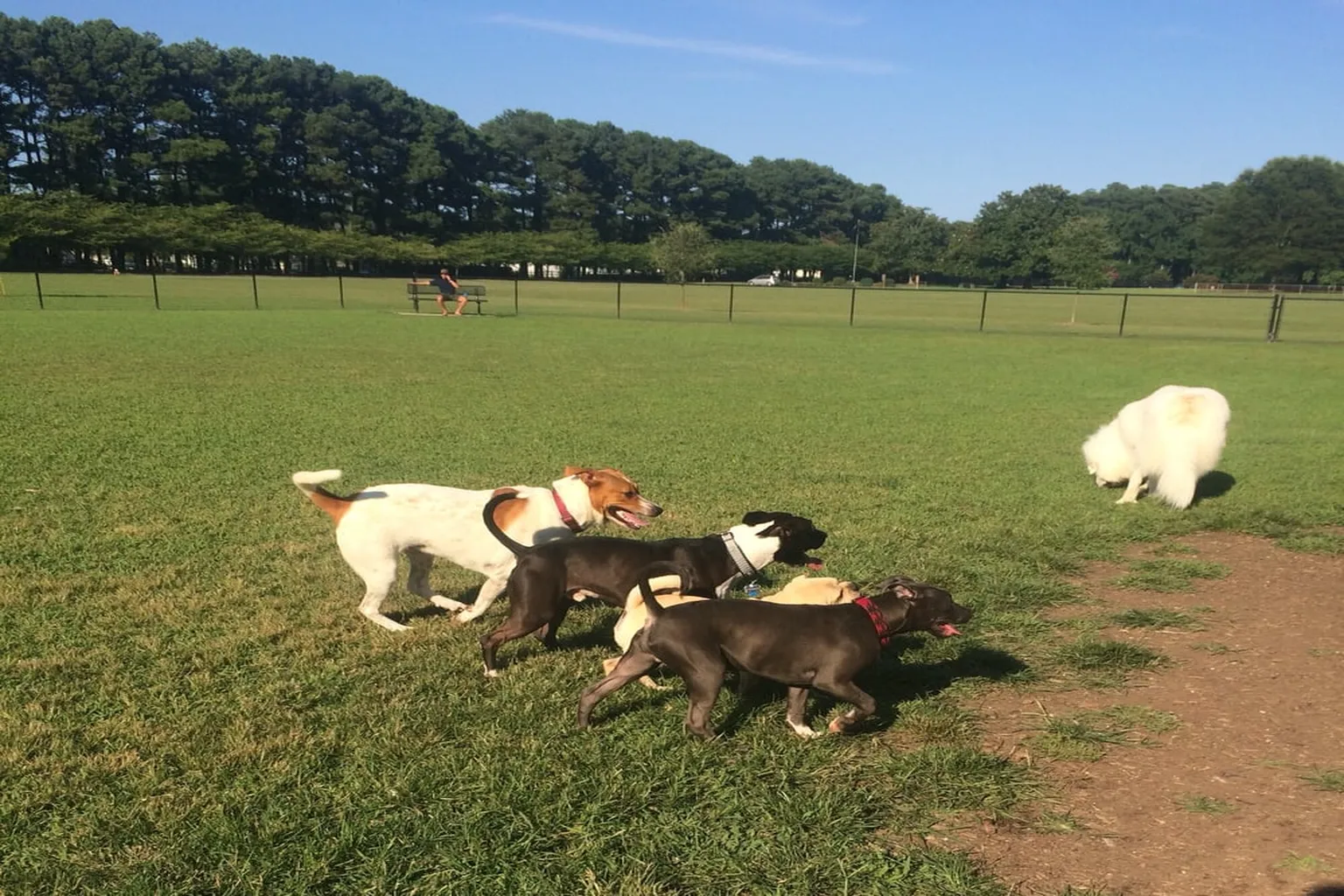 Red Wing Park Dog Park in Virginia Beach, Virginia