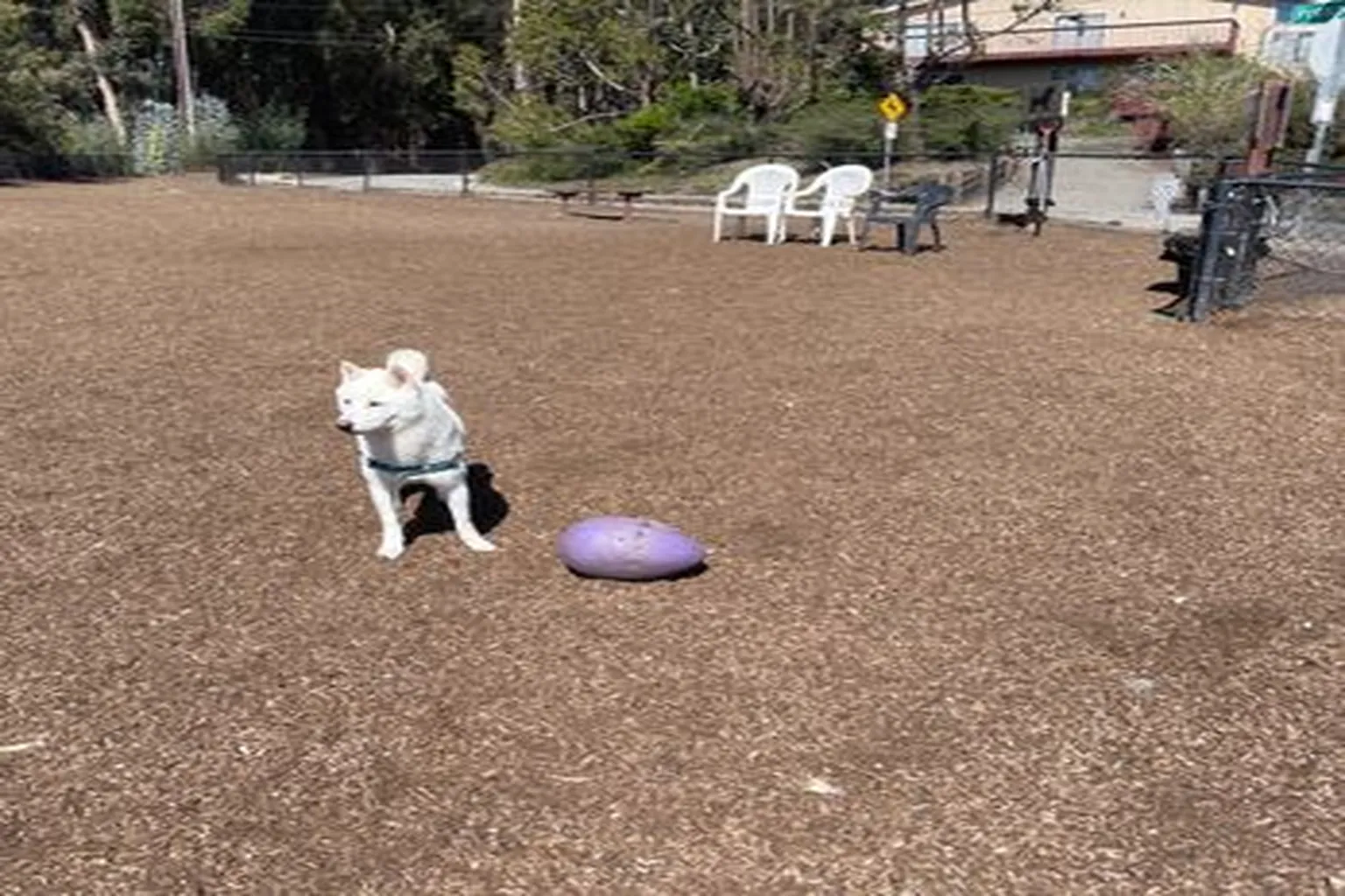 Pacheco Dog Park in Santa Cruz, California