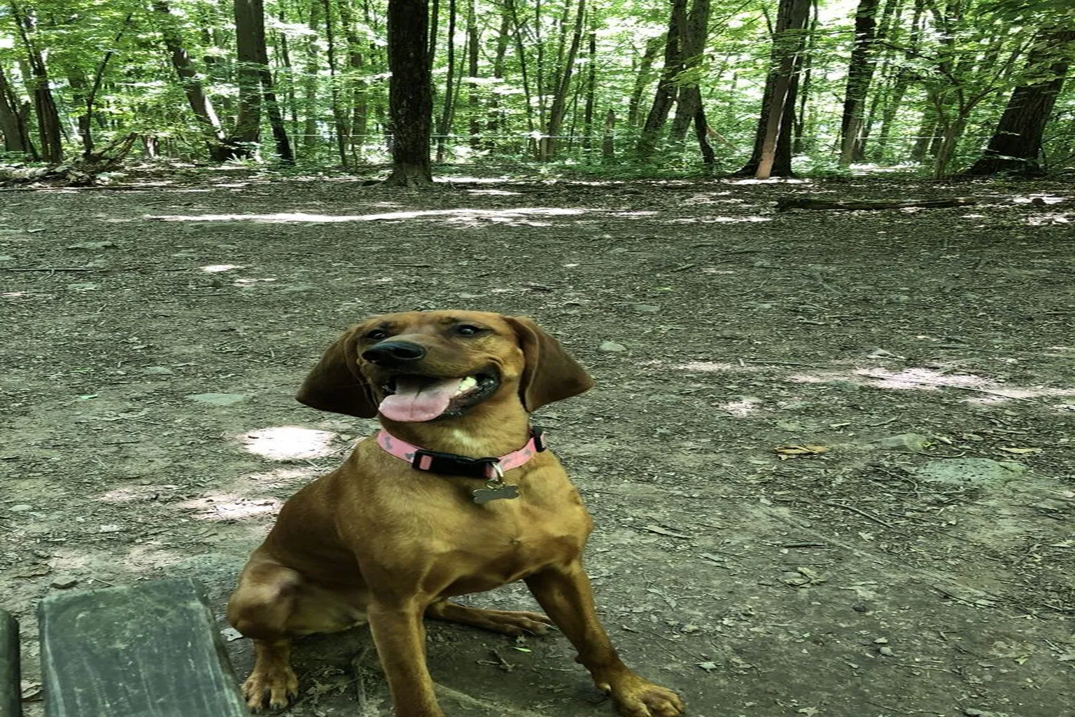 Middlefield Dog Park in Middlefield, Connecticut