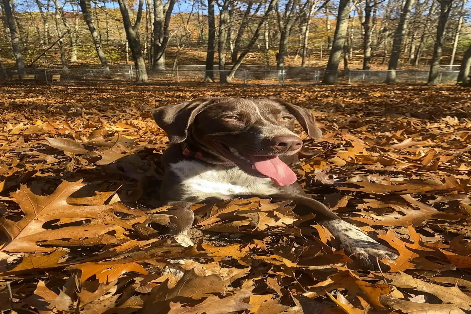 Paw Dog Park (At Viney Hill) In Essex in Essex, Connecticut