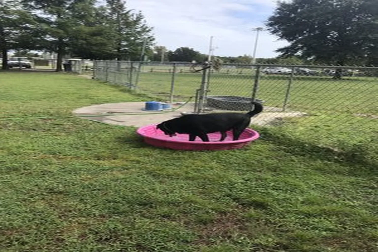 Mount D.O.R.A Dog Park in Mount Dora, Florida