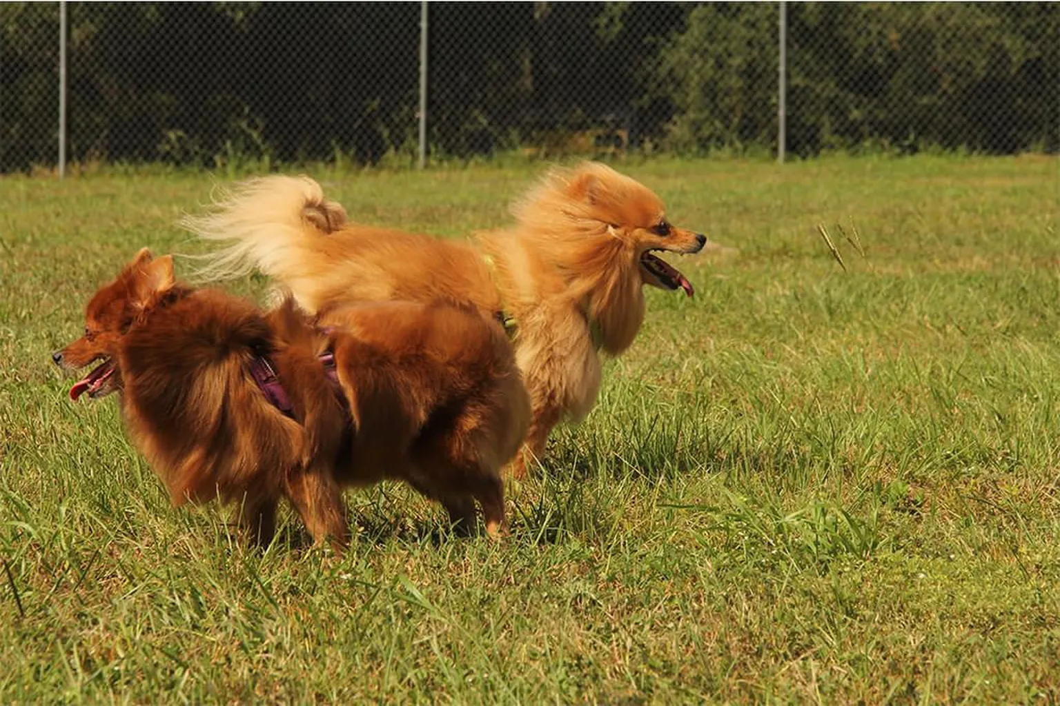 Greater Lady Lake Dog Park (At Heritage Park) in Lady Lake, Florida