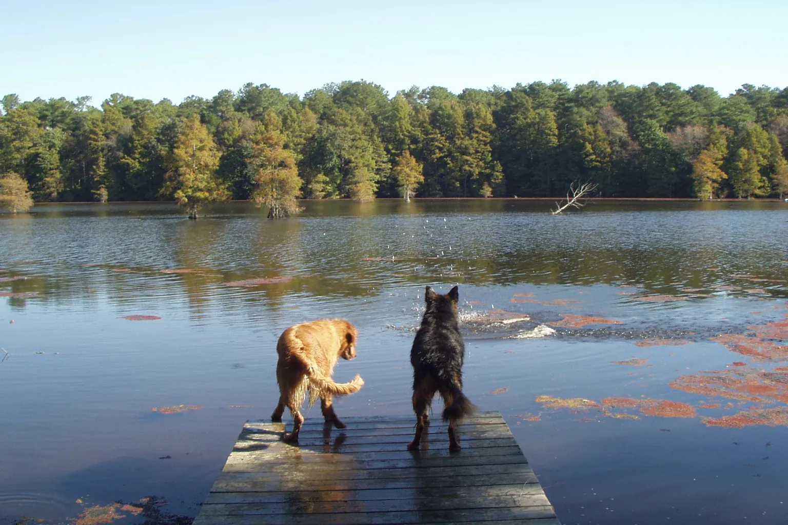Trap Pond State Park in Laurel, Delaware - Main Image