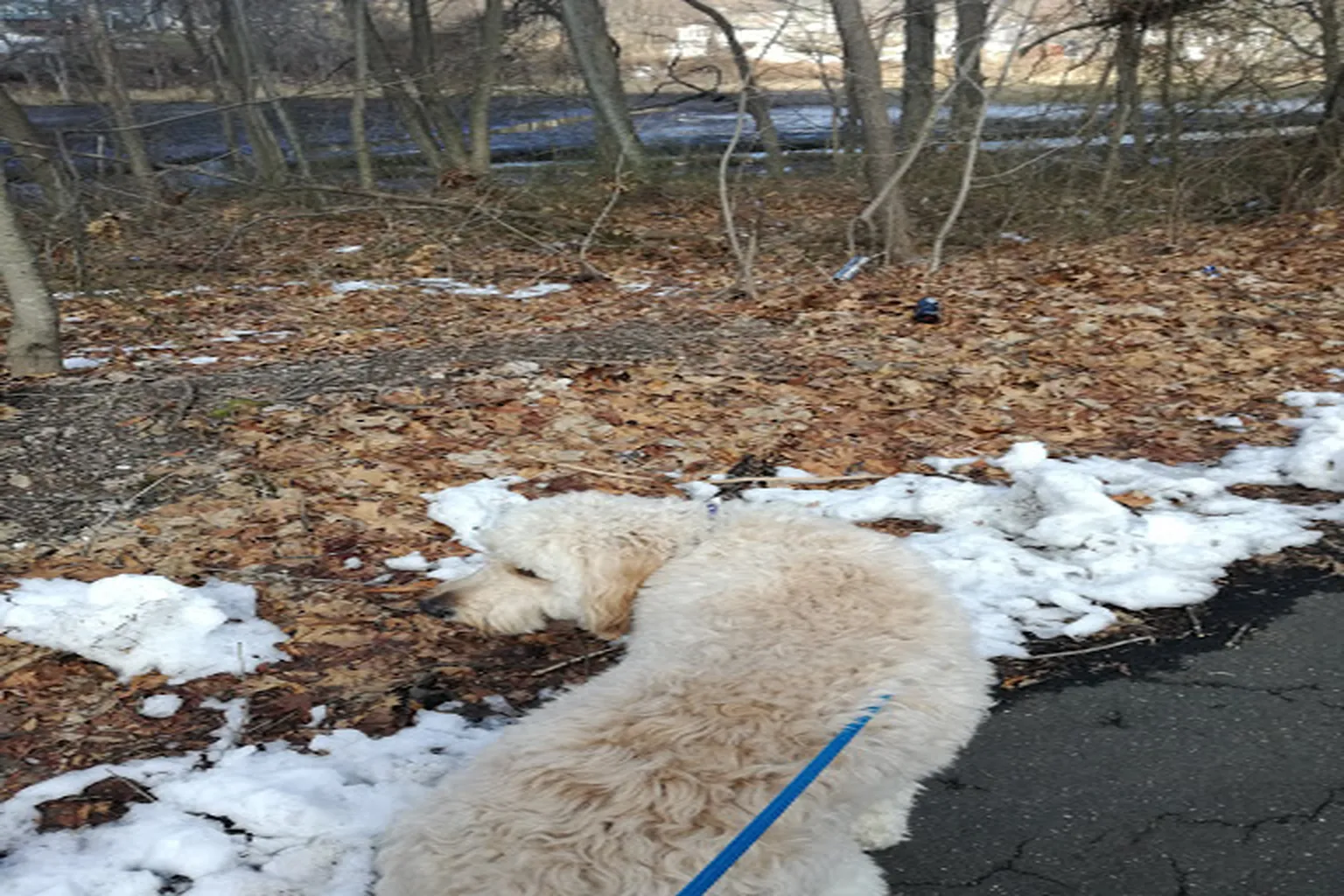 West Haven Dog Park (At Painter Park) in West Haven, Connecticut - Main Image