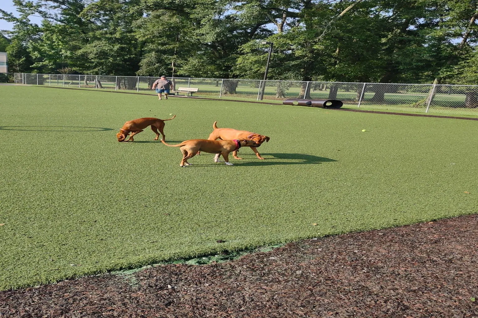 Beneful Dream Dog Park (At Veterans Park) in Alabaster, Alabama - Main Image