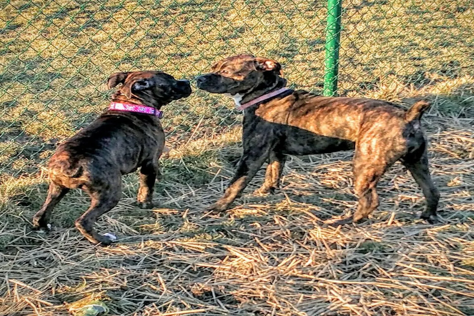 Violet Township Dog Park in Violet Township, Ohio