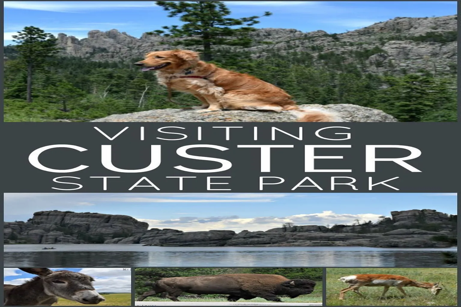 Custer State Park in Custer, South Dakota