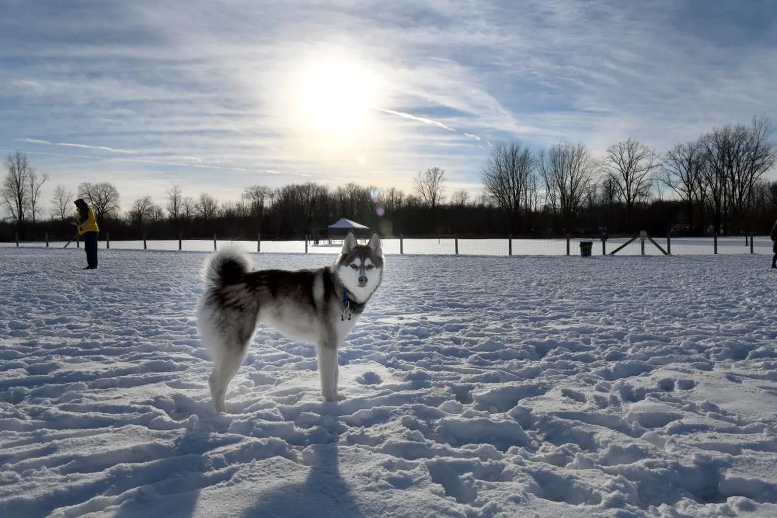 Lyon Oaks Bark Park in Pontiac, Michigan