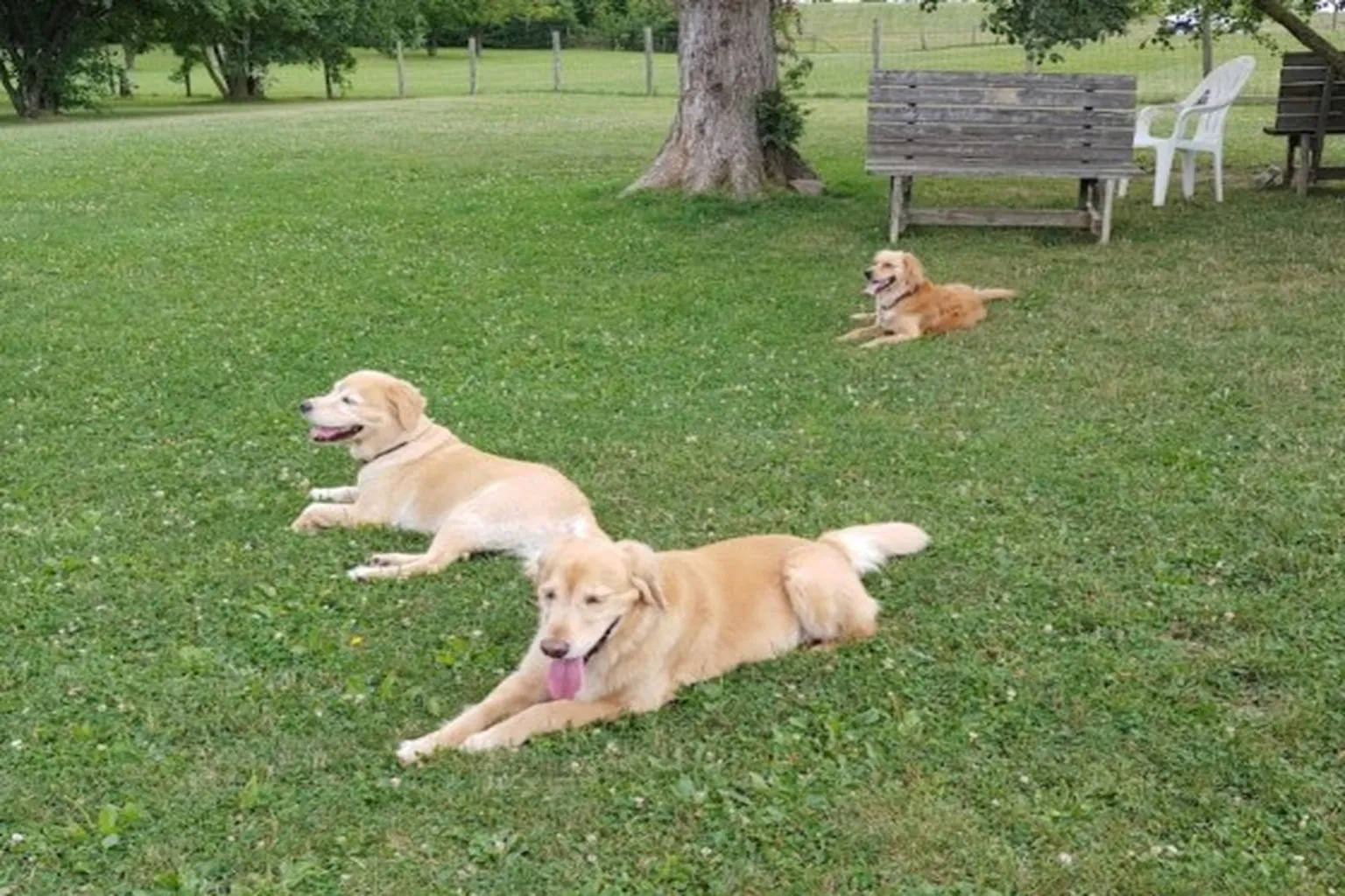 Community Dog Park - Northville in Northville, Michigan