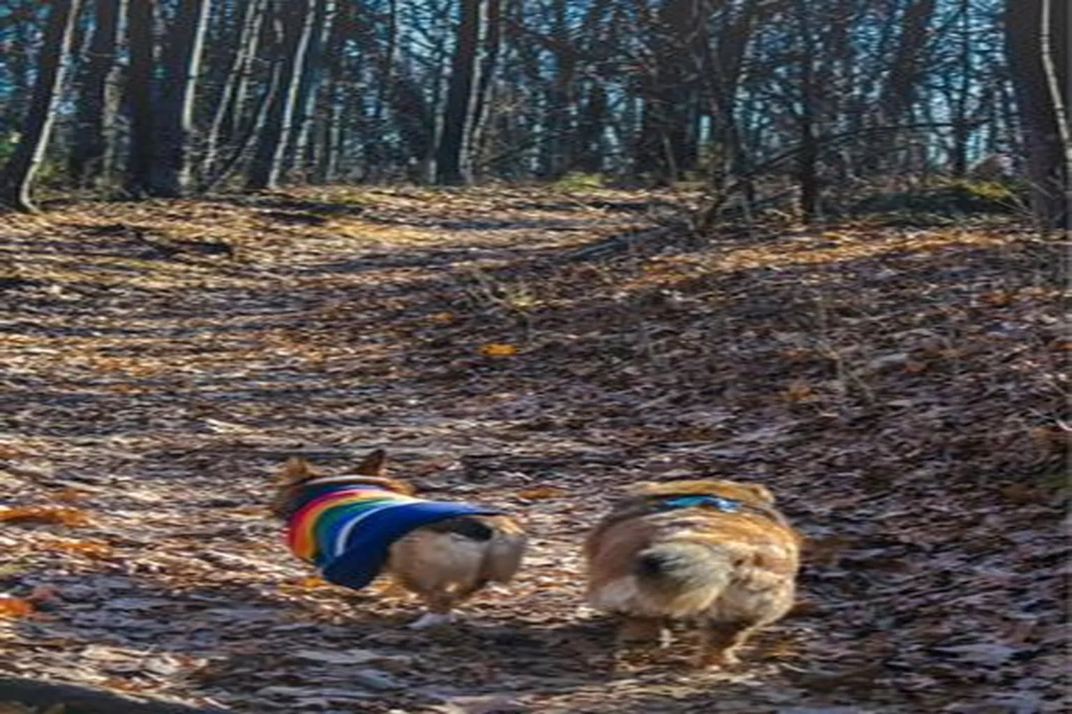 Pinckney Recreation Area in Pinckney, Michigan