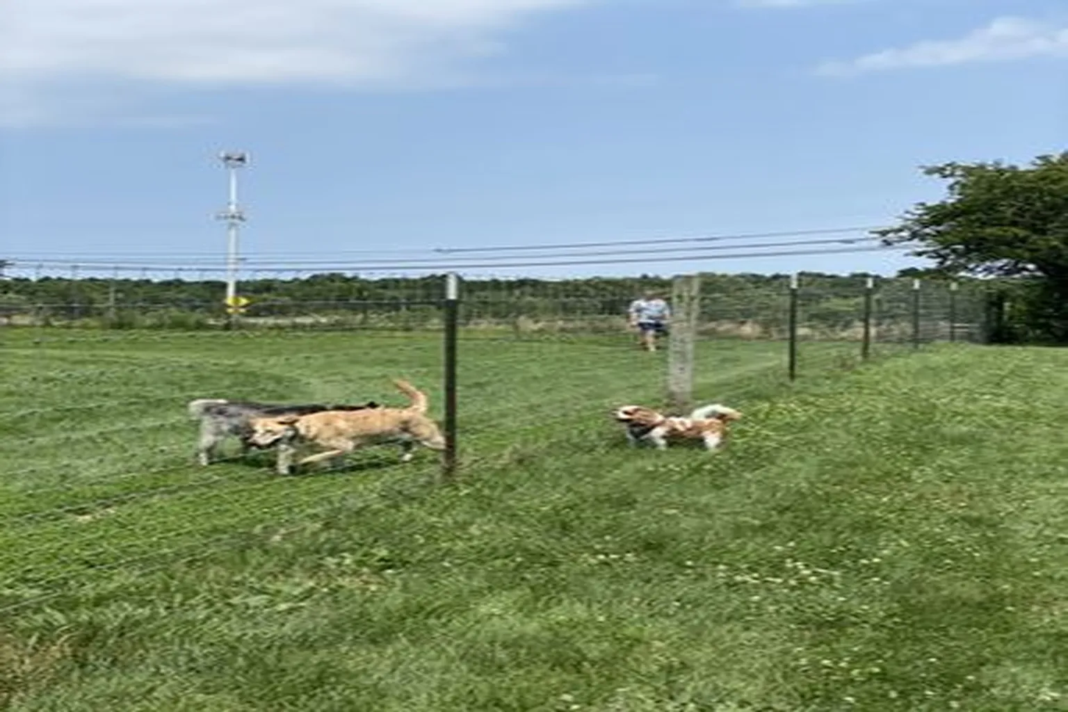 Swift Run Dog Park in Ann Arbor, Michigan