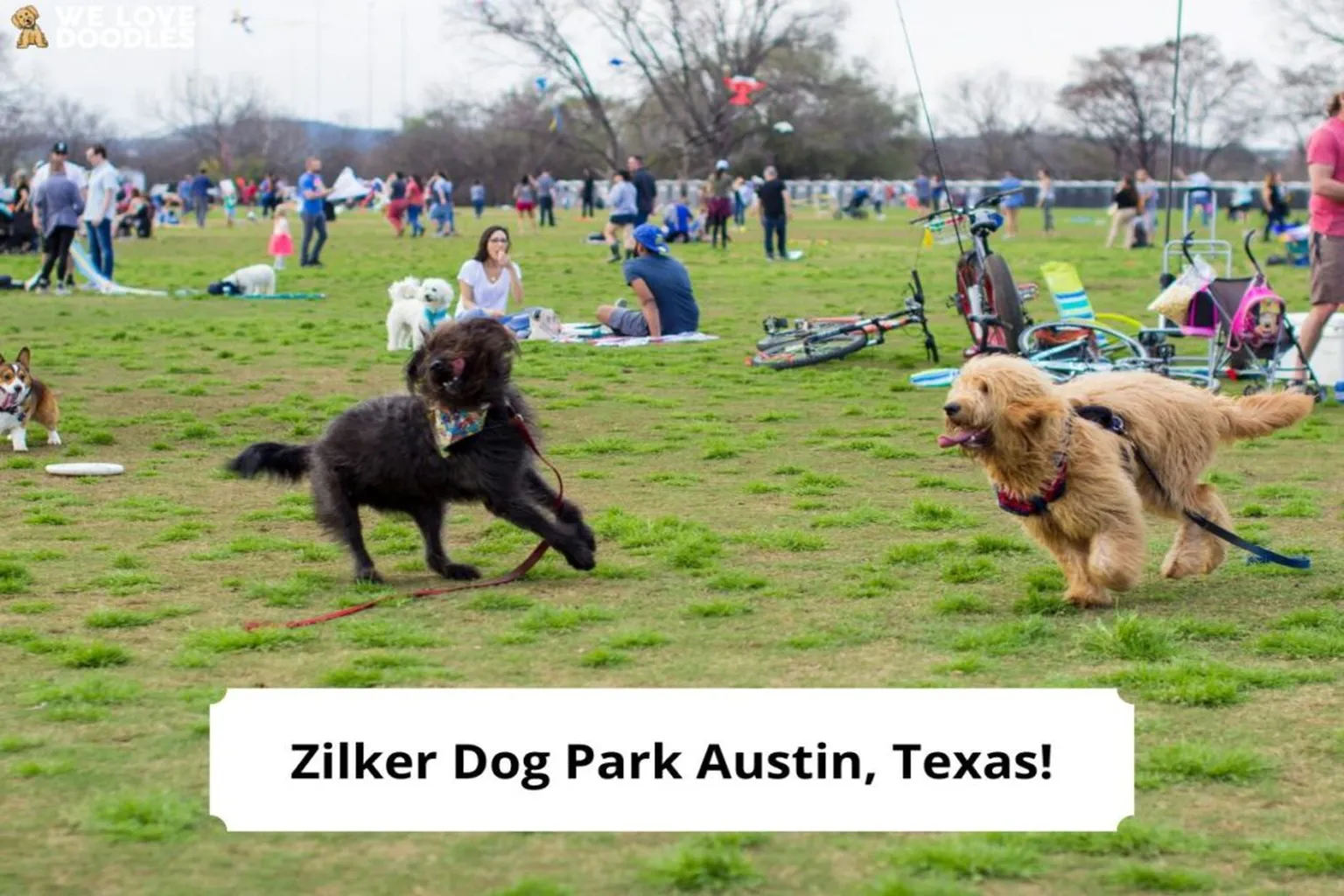 Zilker Dog Park in Austin, Texas