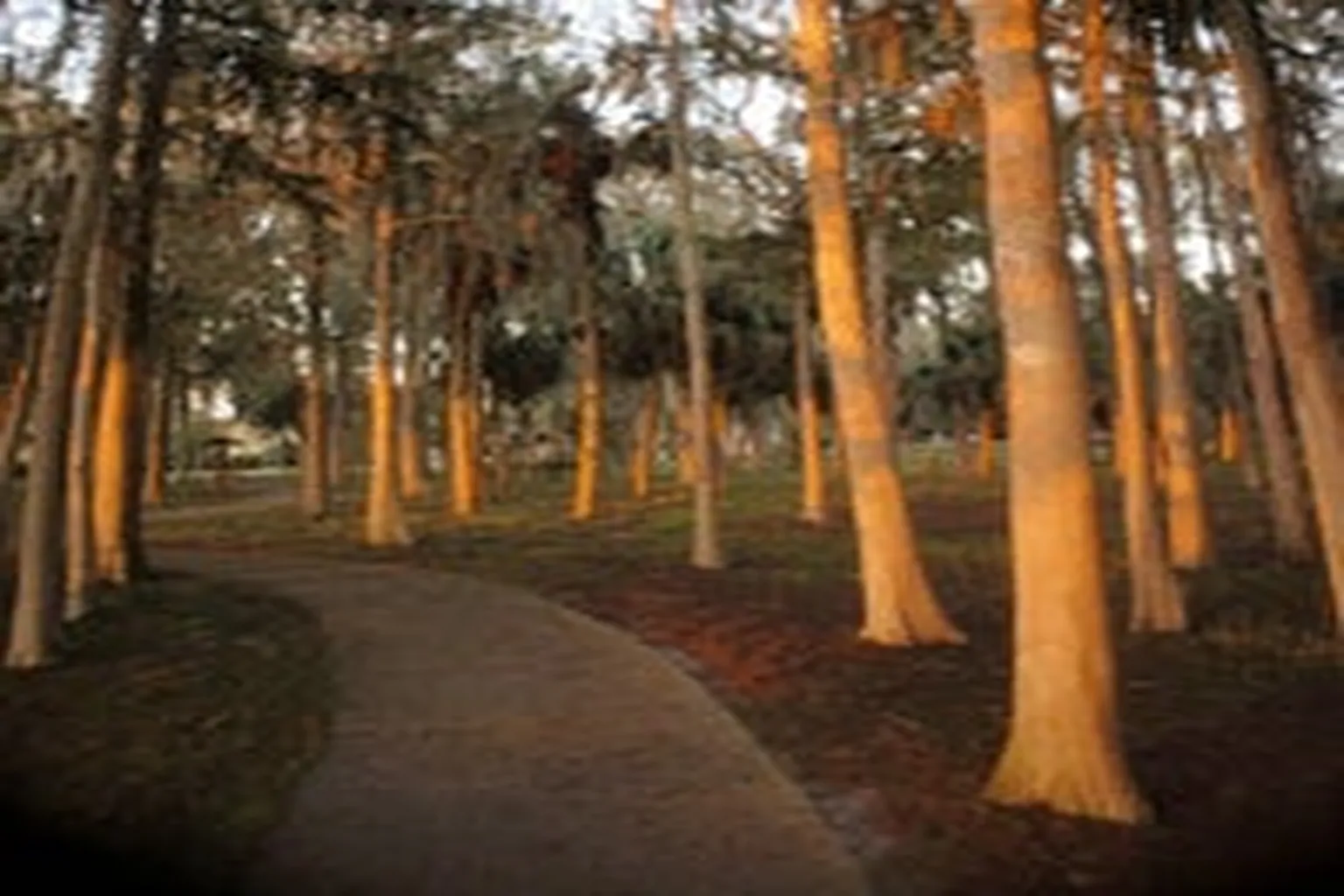 Chesnut Dog Park in Palm Harbor, Florida