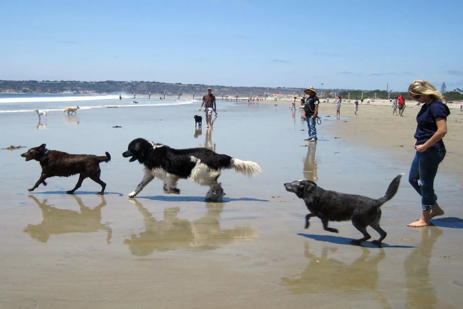 Sand Key Dog Park in Clearwater, Florida