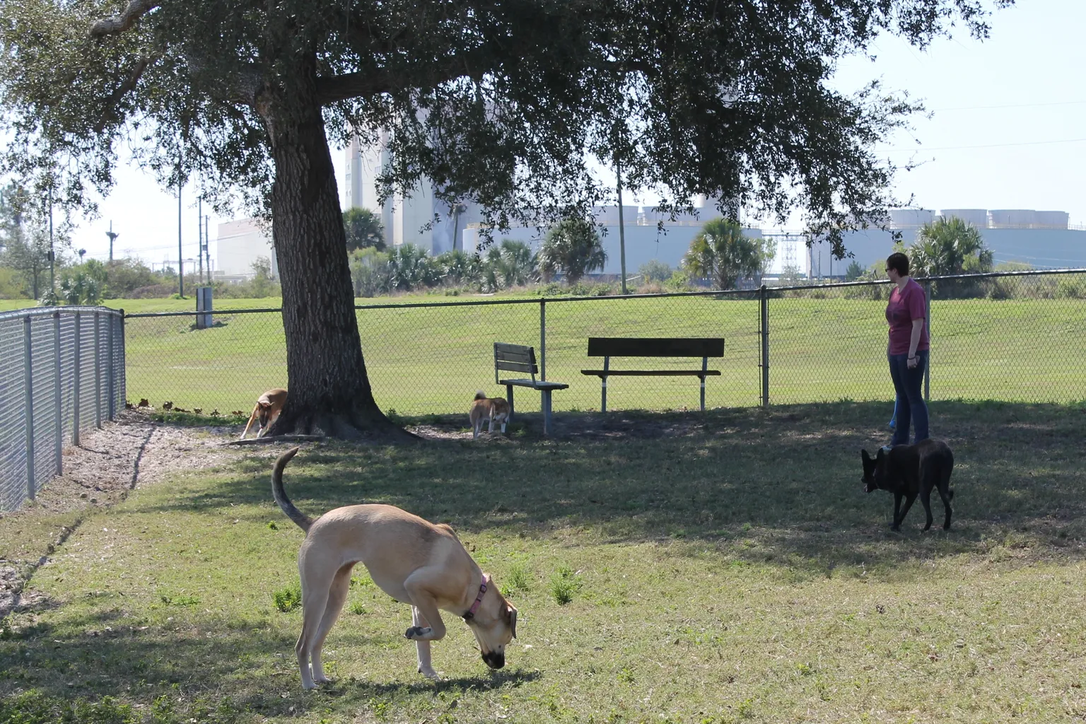 Anclote Gulf Dog Park - Pasco in Holiday, Florida
