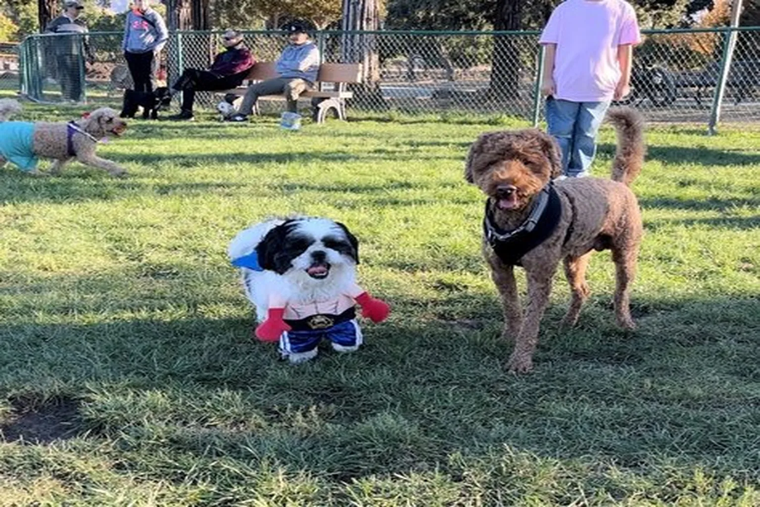 The Paw Patch Dog Park (At Newhall Community Park) in Concord, California