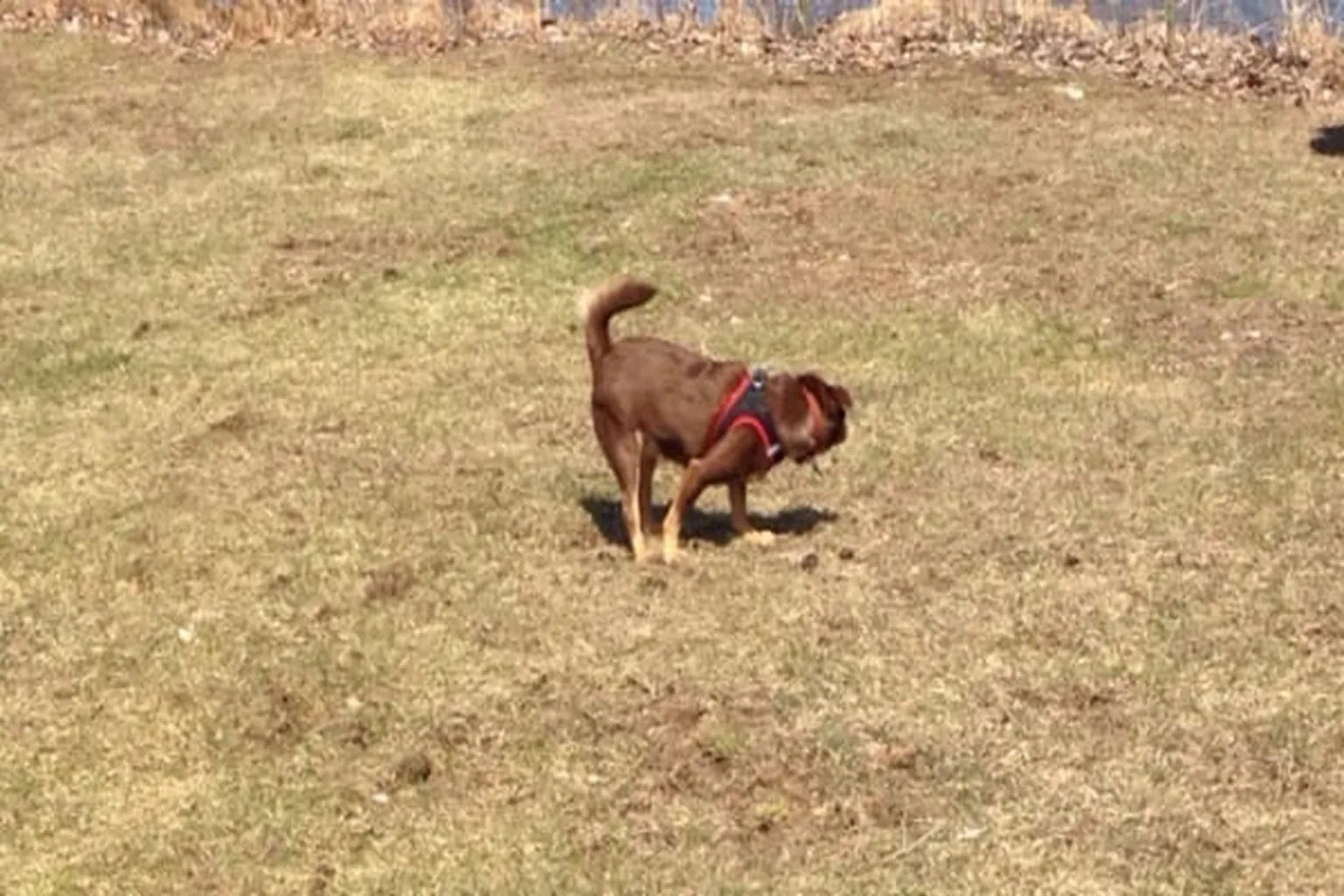 See Spot Run Dog Park (At Overlook Park) in Poughkeepsie, New York