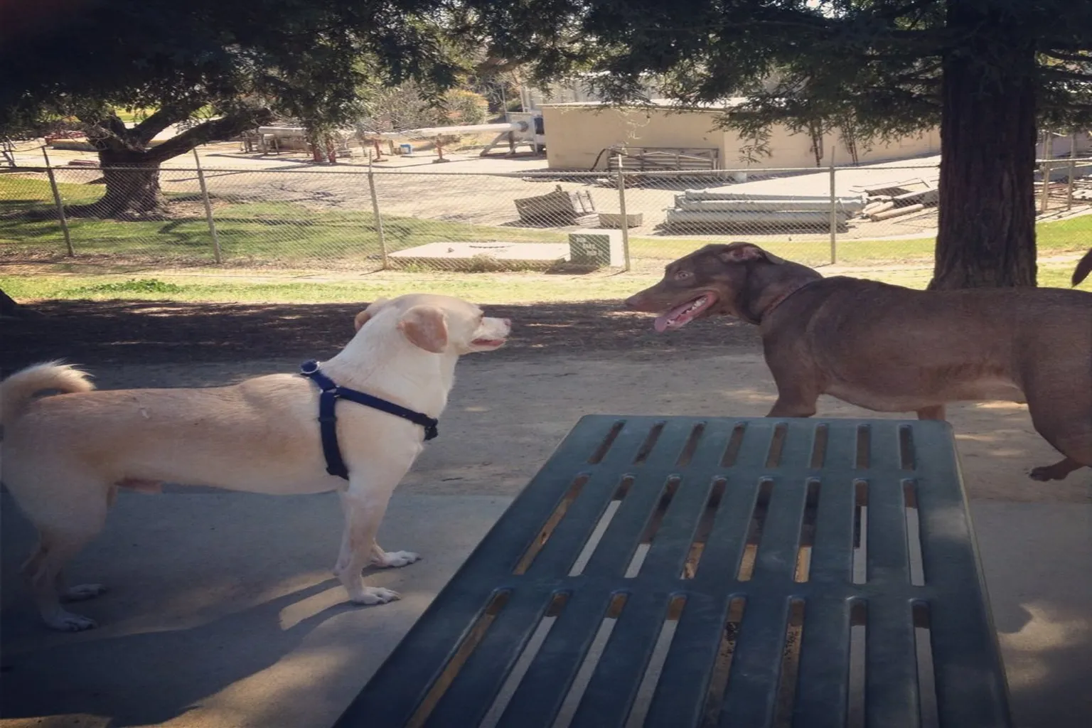 Partner Dog Park in Sacramento, California