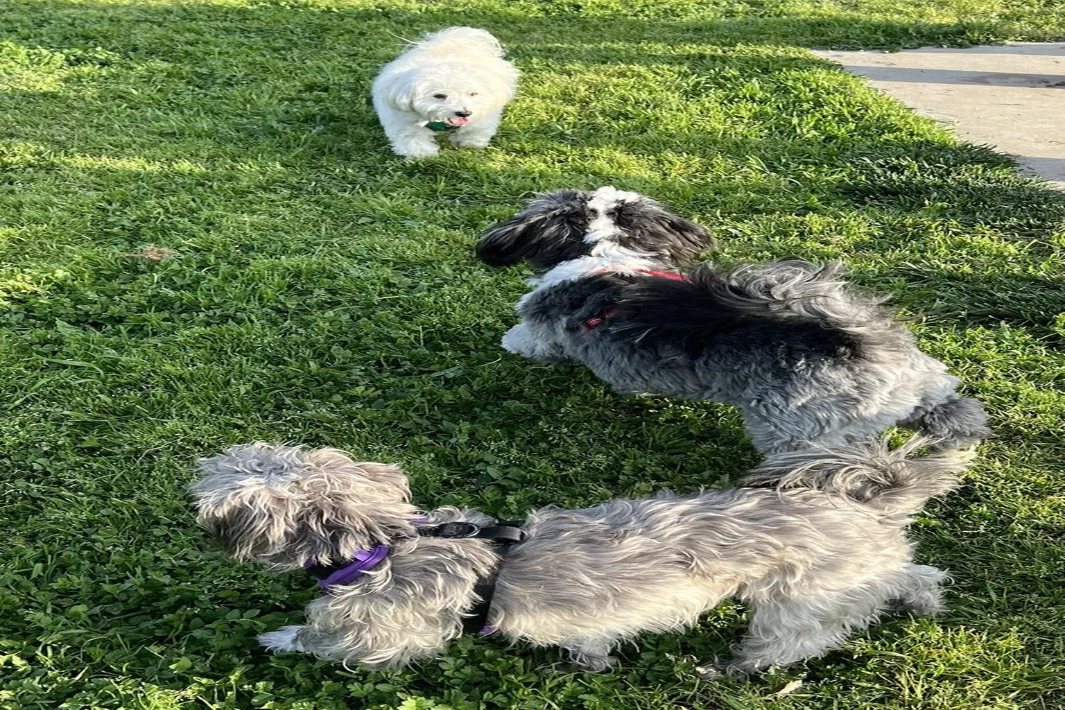 Glenbrook Dog Park in Sacramento, California